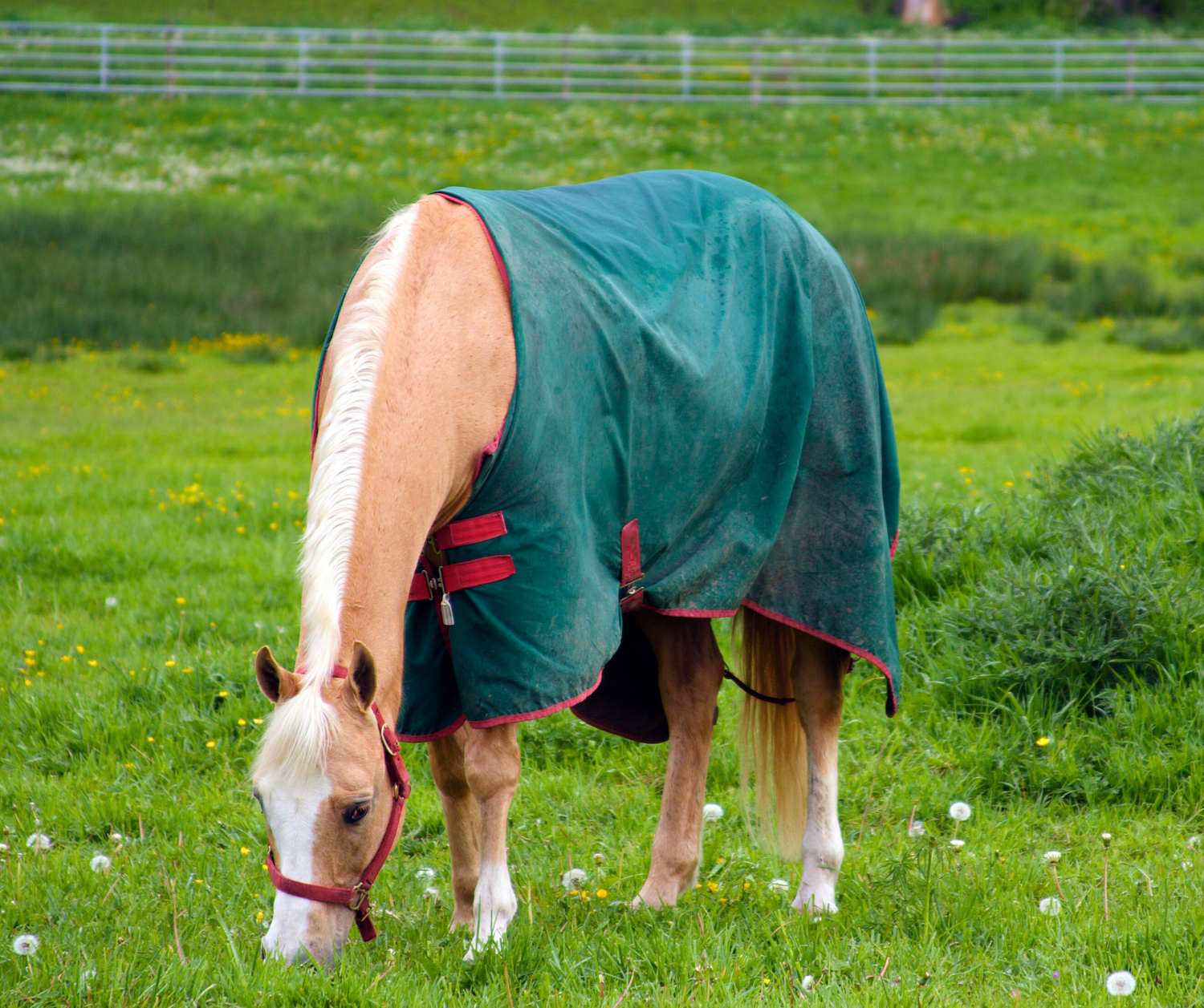 Turnout Rugs