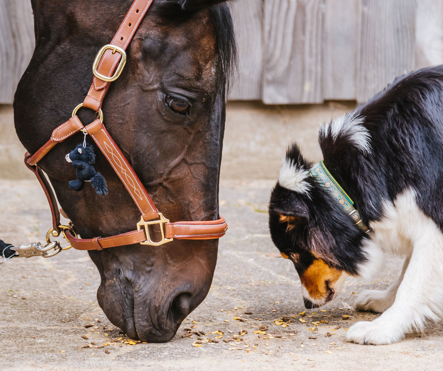 Horse Feeds