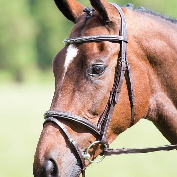 Shires Avignon Padded Raised Flash Bridle