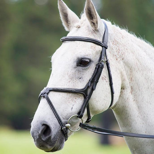 Shires Avignon Grackle Bridle