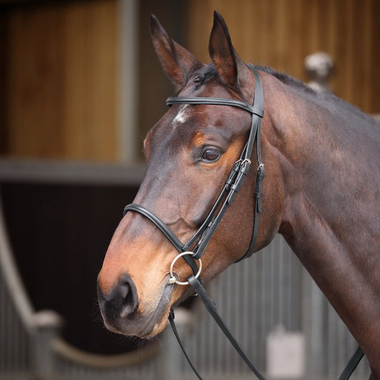 Shires Velociti GARA Raised Cavesson Bridle