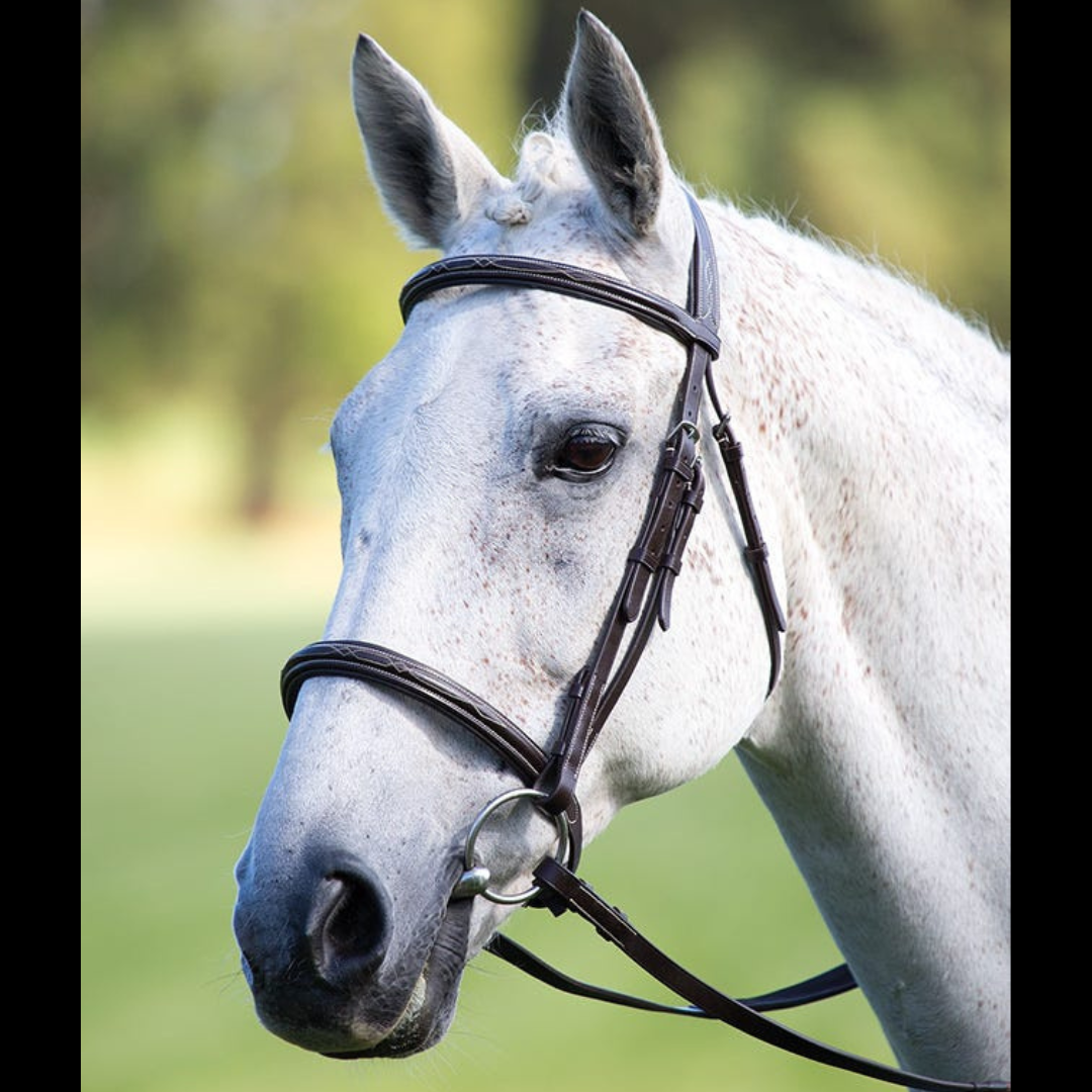 Shires Avignon Raised Cavesson Bridle