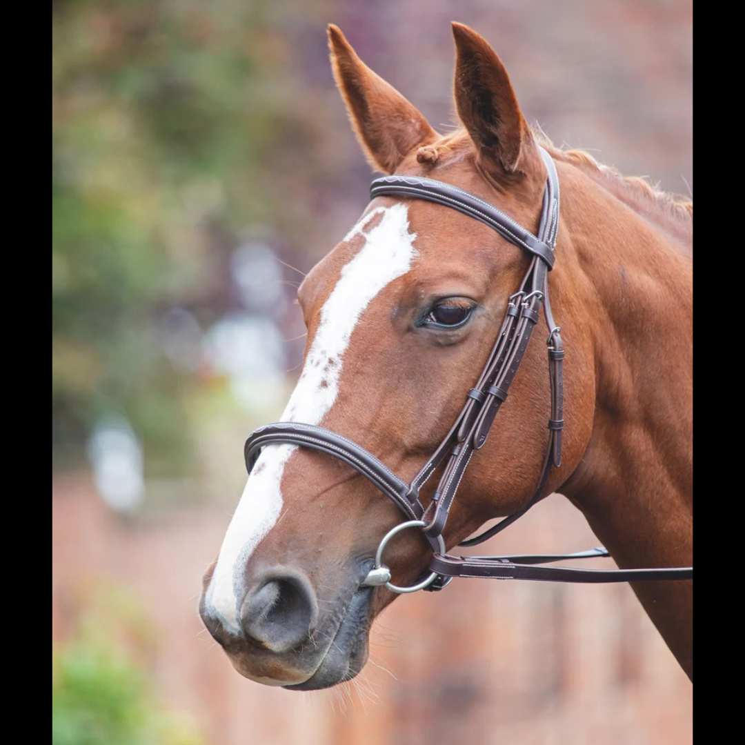 Shires Avignon Raised Cavesson Bridle