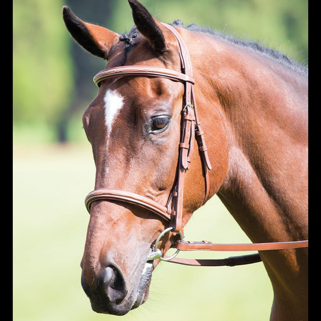 Shires Avignon Raised Cavesson Bridle