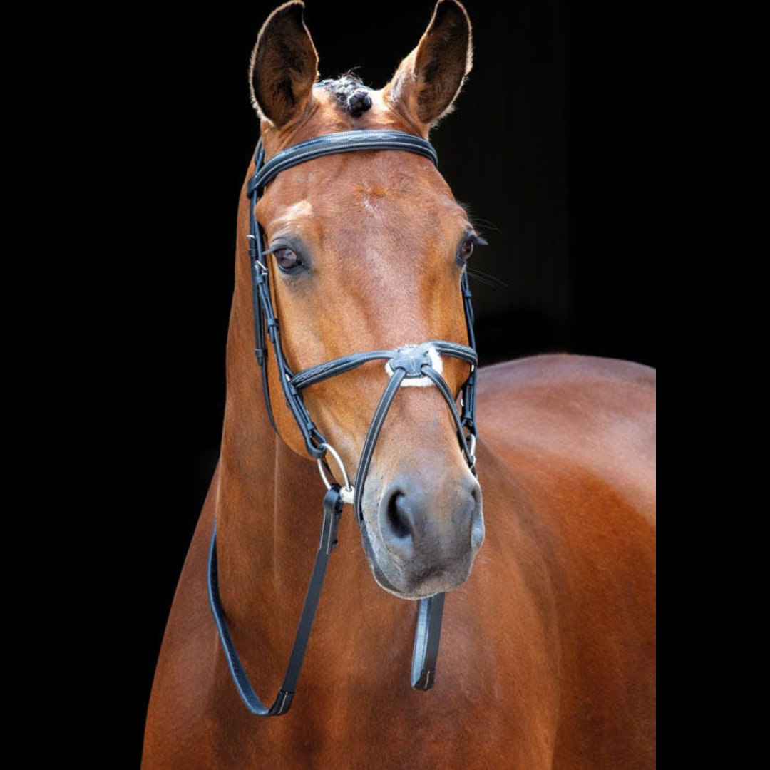 Shires Salisbury Brackley Bridle