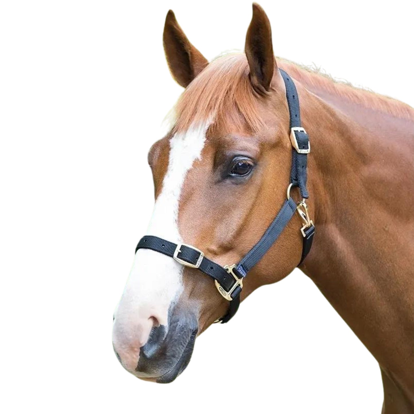 Shires Adjustable Headcollar