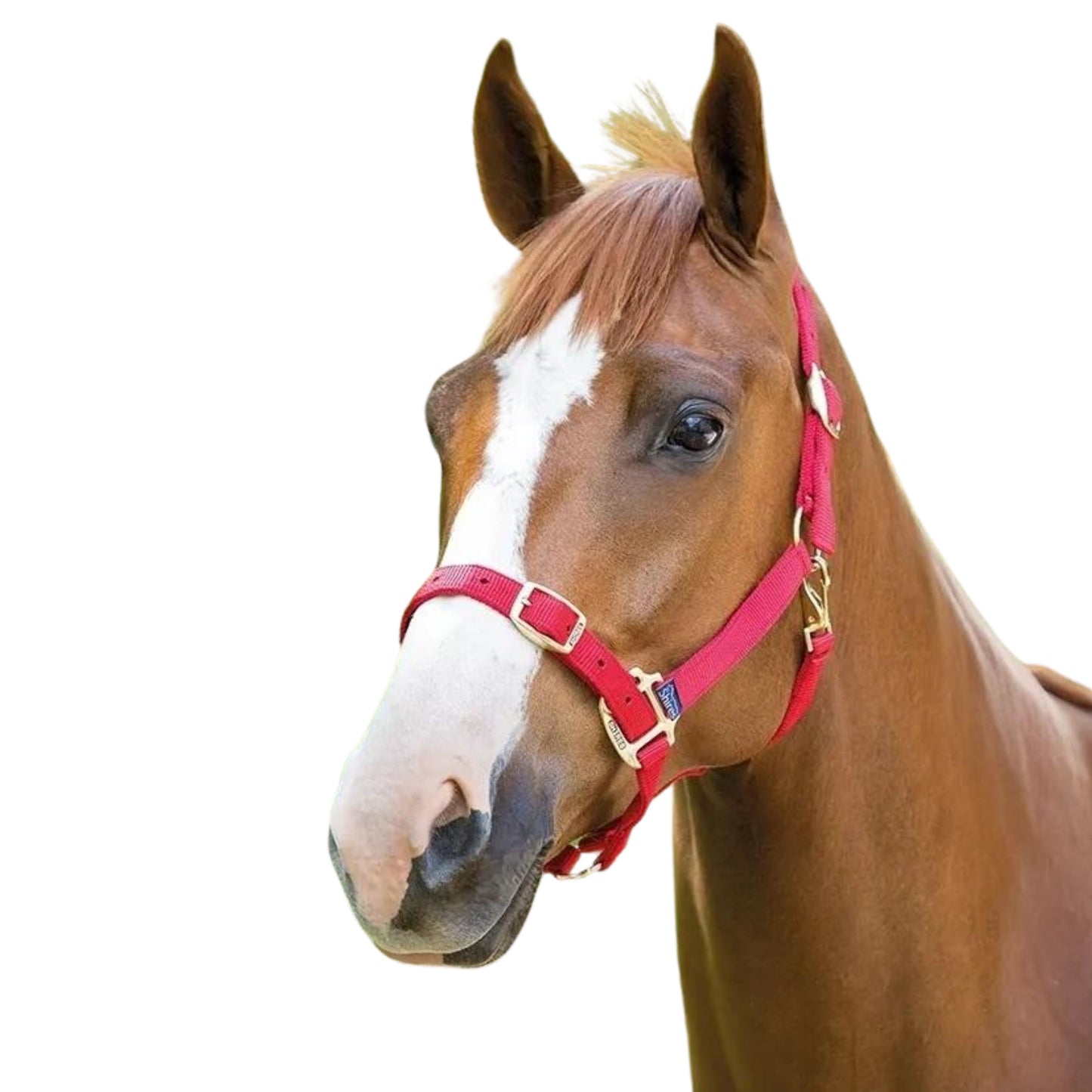 Shires Adjustable Headcollar