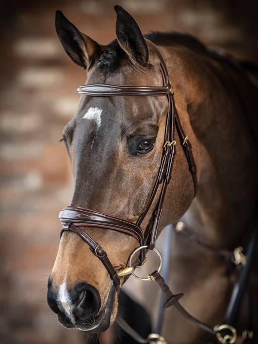 Lemieux Competition Flash Bridle