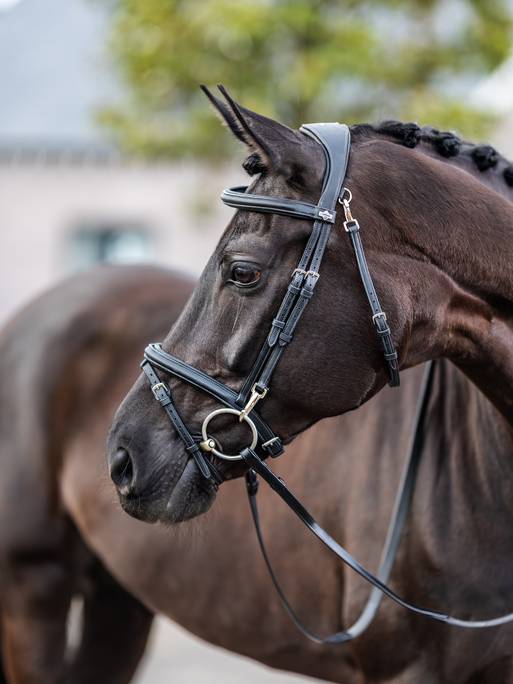 Lemieux Kudos Work Bridle