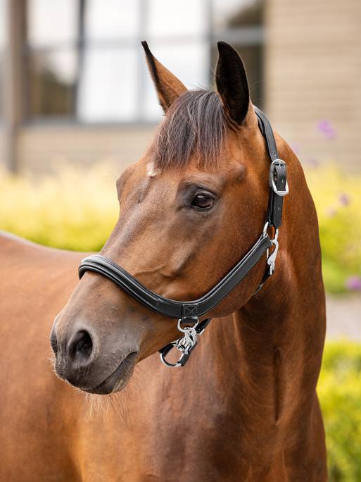 Lemieux Leather Grooming  Headcollar