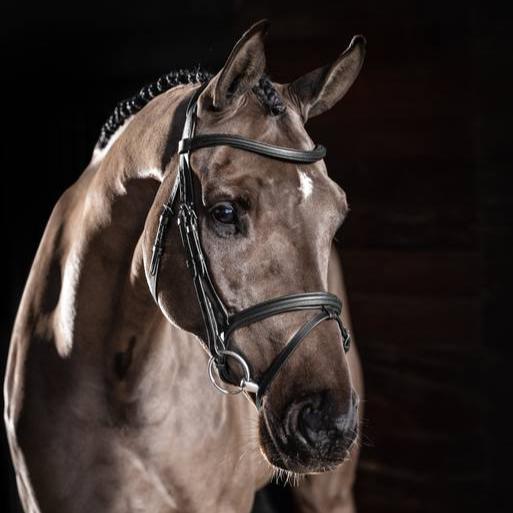 Lemieux Arika Flash Bridle