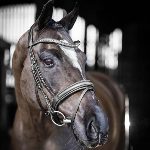 Lemieux Arika Dressage Bridle